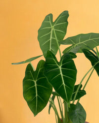 Alocasia Green Velvet - grow pot - Gifting plant - Tumbleweed Plants - Online Plant Delivery Singapore