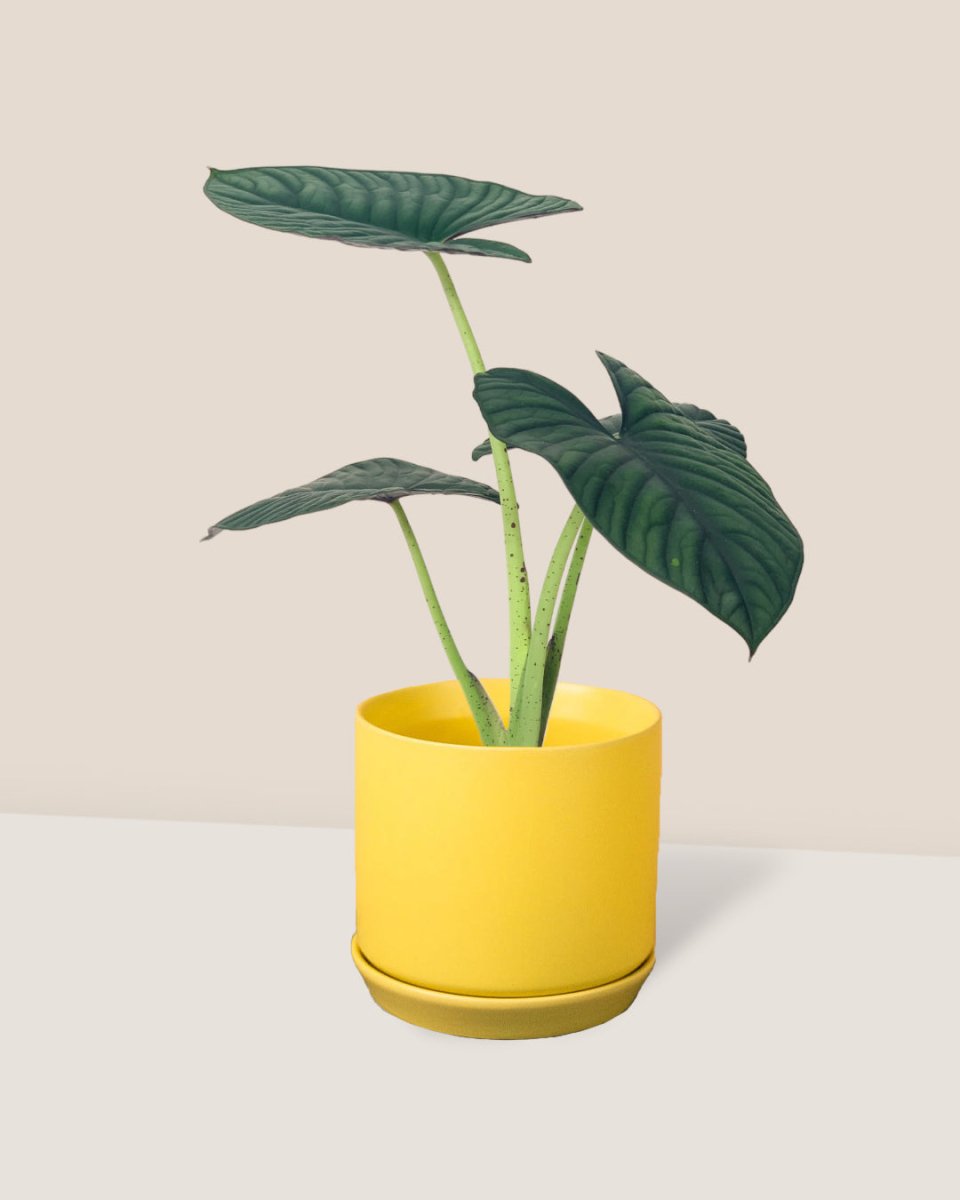 Alocasia Nebula Imperialis - curvy colored cylinder pots - yellow - Potted plant - Tumbleweed Plants - Online Plant Delivery Singapore
