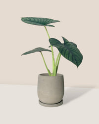 Alocasia Nebula Imperialis - dusty grey cement planter with tray - Potted plant - Tumbleweed Plants - Online Plant Delivery Singapore