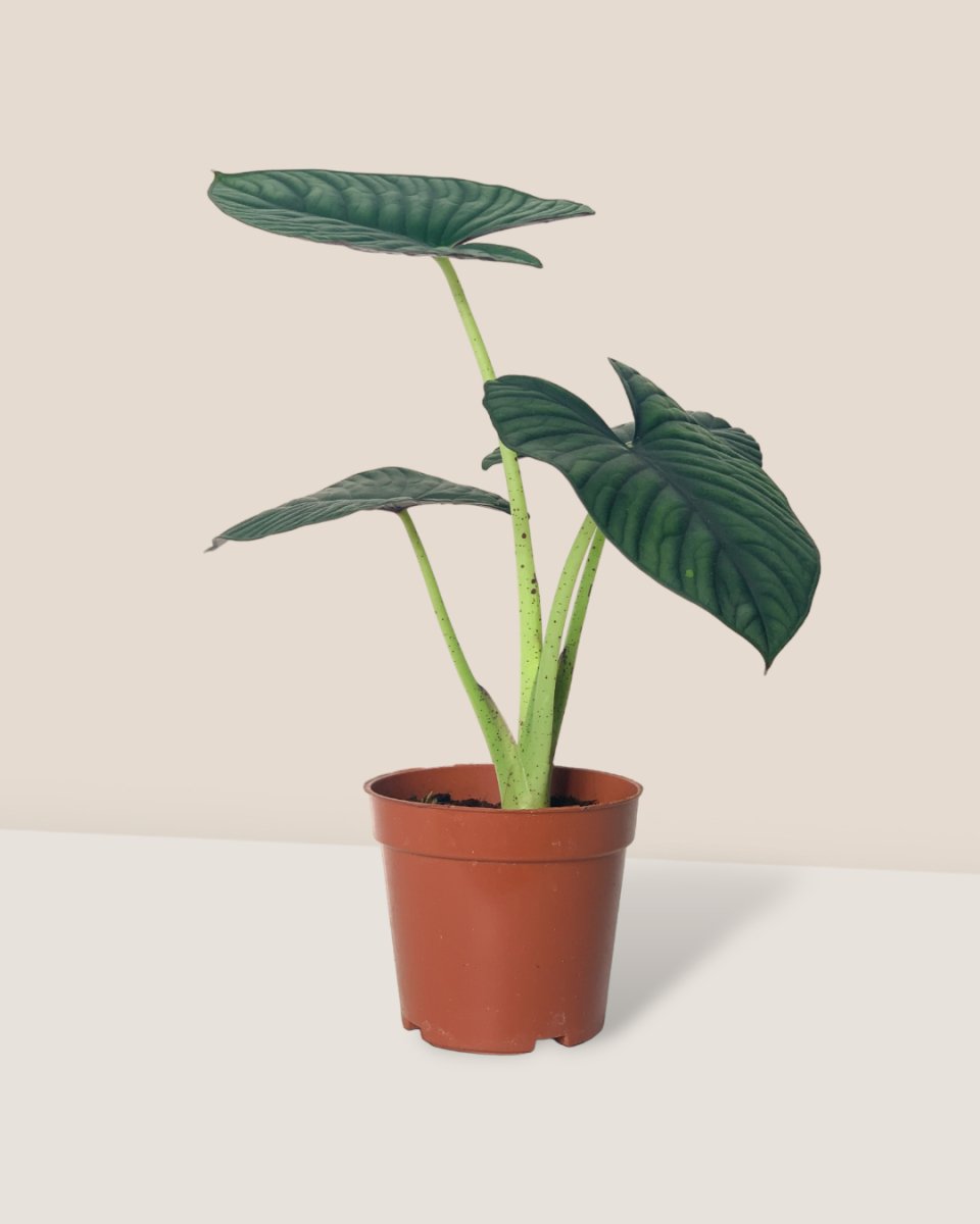 Alocasia Nebula Imperialis - grow pot - Potted plant - Tumbleweed Plants - Online Plant Delivery Singapore