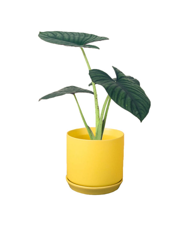 Alocasia Nebula Imperialis - poppy planter - buzz lightyear - Potted plant - Tumbleweed Plants - Online Plant Delivery Singapore
