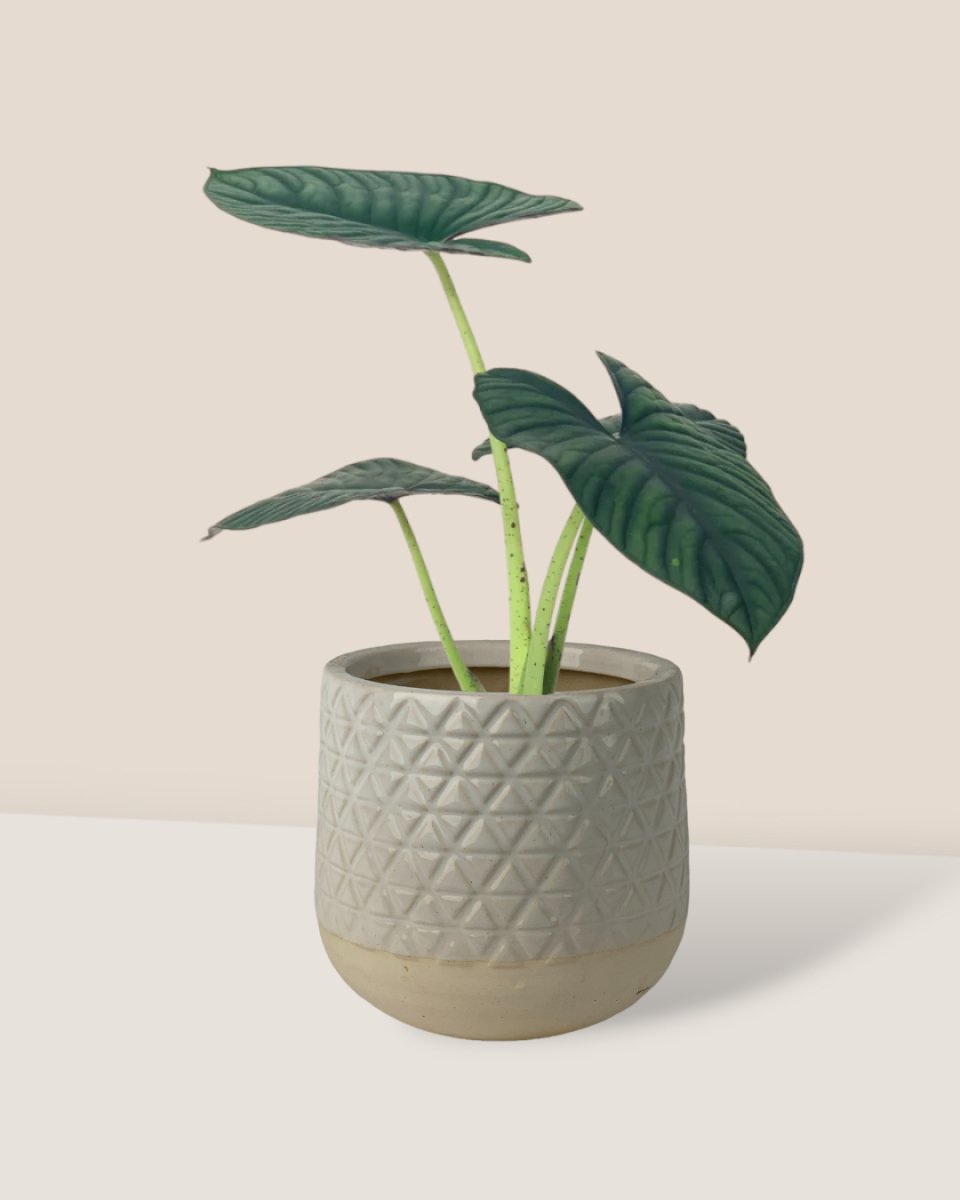 Alocasia Nebula Imperialis - sunday planter - Potted plant - Tumbleweed Plants - Online Plant Delivery Singapore