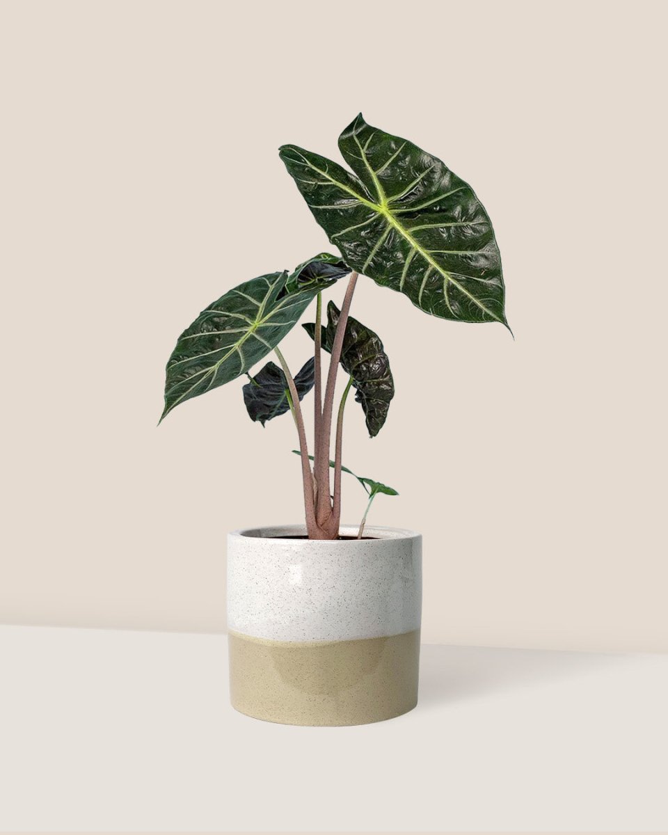 Alocasia Pink Dragon - cream two tone planter - Just plant - Tumbleweed Plants - Online Plant Delivery Singapore