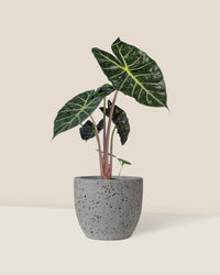 Alocasia Pink Dragon - egg pot - small/grey - Just plant - Tumbleweed Plants - Online Plant Delivery Singapore