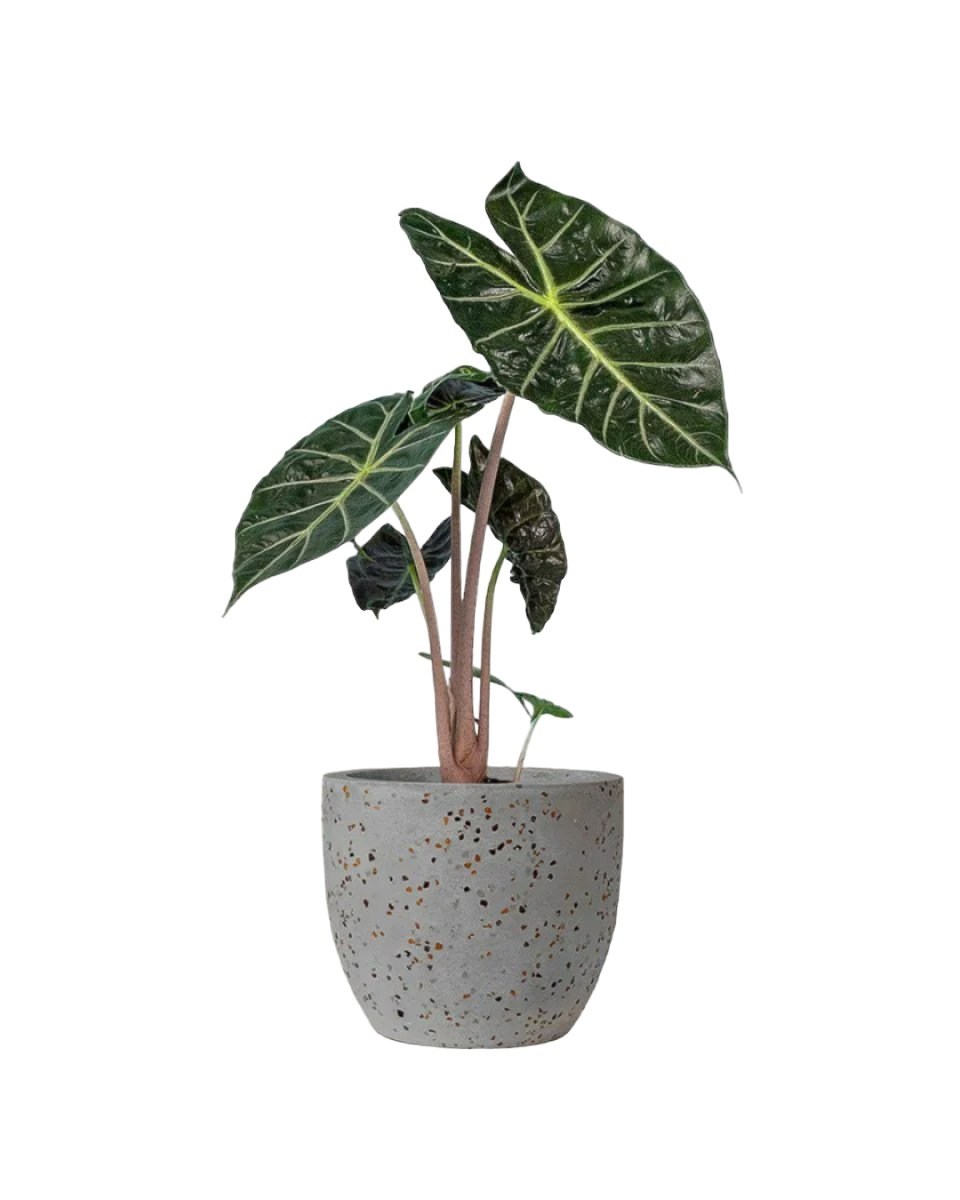 Alocasia Pink Dragon - egg pot - small/grey - Just plant - Tumbleweed Plants - Online Plant Delivery Singapore