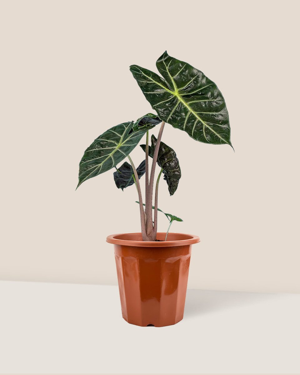 Alocasia Pink Dragon - grow pot - Just plant - Tumbleweed Plants - Online Plant Delivery Singapore