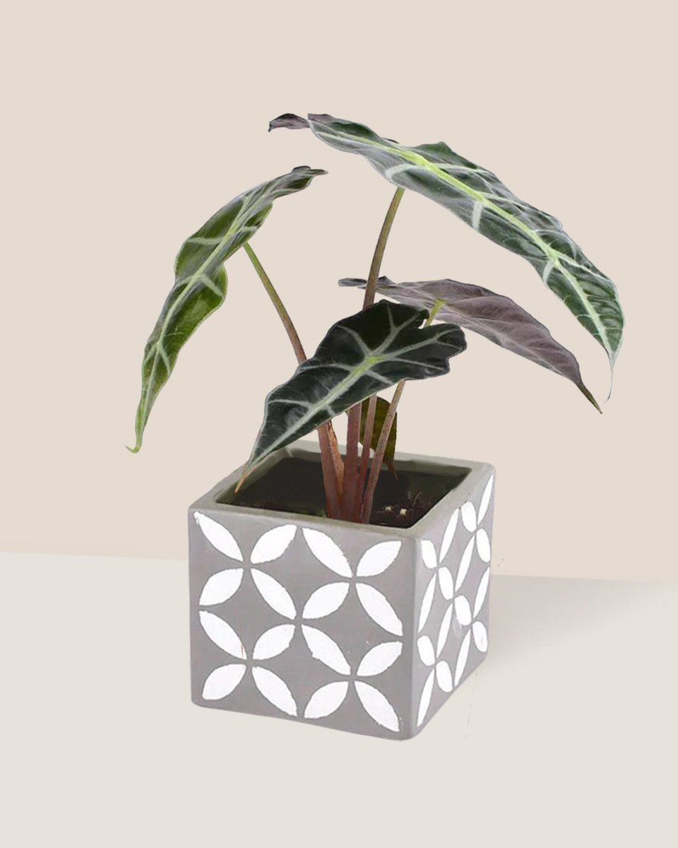 Alocasia Polly - cement cube - Just plant - Tumbleweed Plants - Online Plant Delivery Singapore