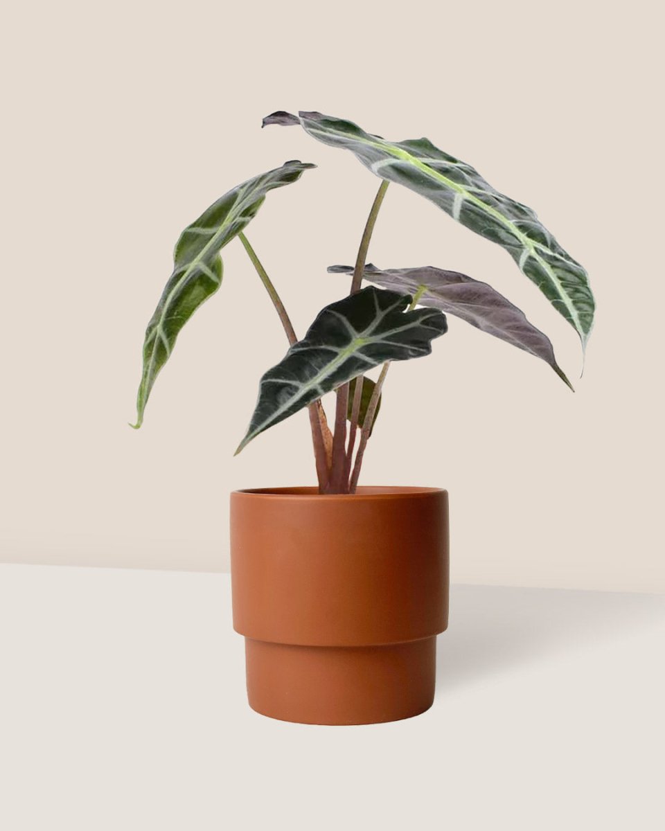 Alocasia Polly - plinth pot - chestnut/large - Just plant - Tumbleweed Plants - Online Plant Delivery Singapore