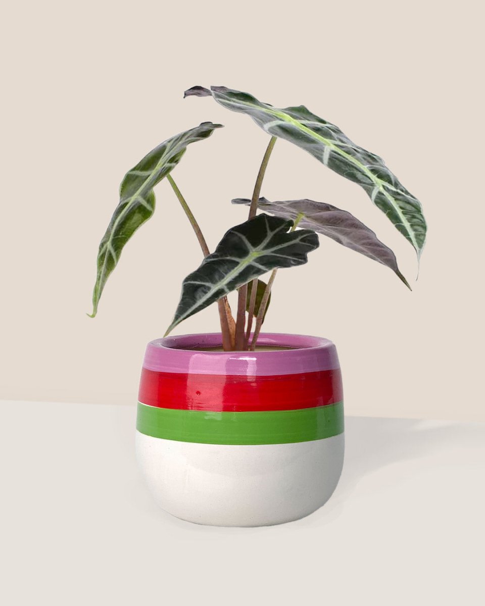 Alocasia Polly - poppy planter - ariel - Just plant - Tumbleweed Plants - Online Plant Delivery Singapore