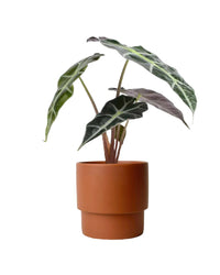 Alocasia Polly - poppy planter - ariel - Just plant - Tumbleweed Plants - Online Plant Delivery Singapore