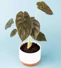 Alocasia Red Secret in Forest Planter - forest planter white - Gifting plant - Tumbleweed Plants - Online Plant Delivery Singapore