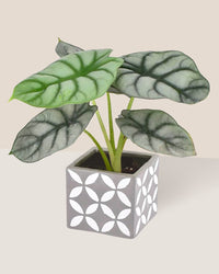 Alocasia Silver Dragon - cement cube - Just plant - Tumbleweed Plants - Online Plant Delivery Singapore