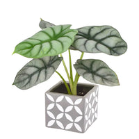 Alocasia Silver Dragon