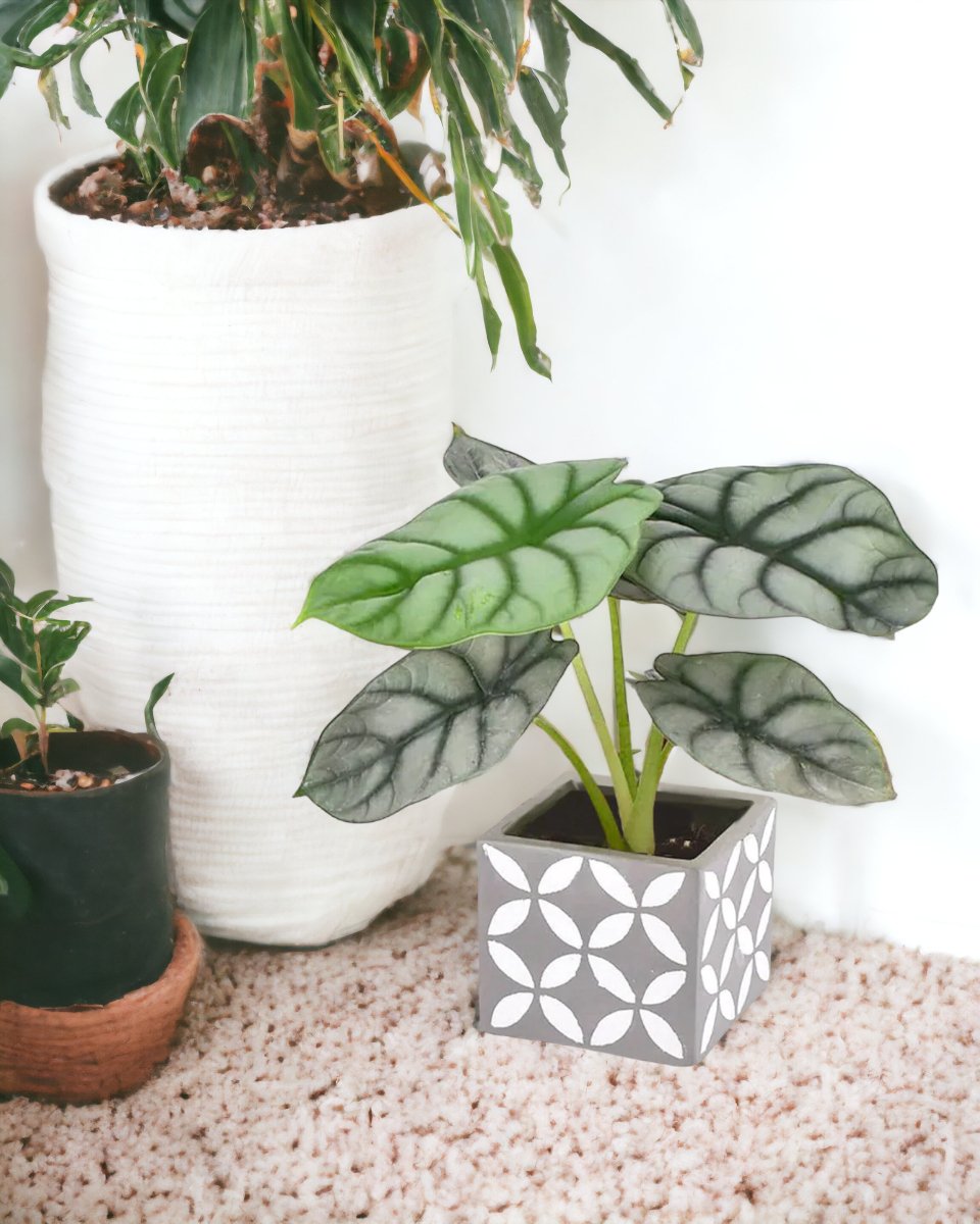 Alocasia Silver Dragon - cement cube - Just plant - Tumbleweed Plants - Online Plant Delivery Singapore
