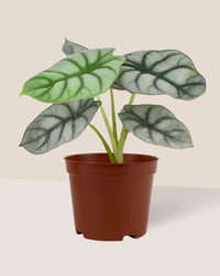 Alocasia Silver Dragon - grow pot - Just plant - Tumbleweed Plants - Online Plant Delivery Singapore