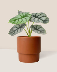 Alocasia Silver Dragon - plinth pot - chestnut/large - Just plant - Tumbleweed Plants - Online Plant Delivery Singapore