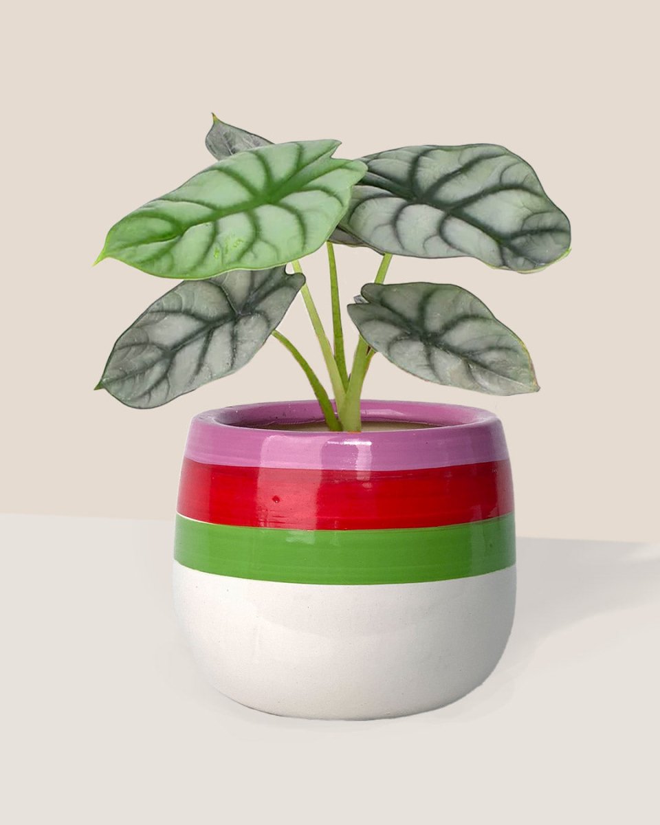 Alocasia Silver Dragon - poppy planter - ariel - Just plant - Tumbleweed Plants - Online Plant Delivery Singapore