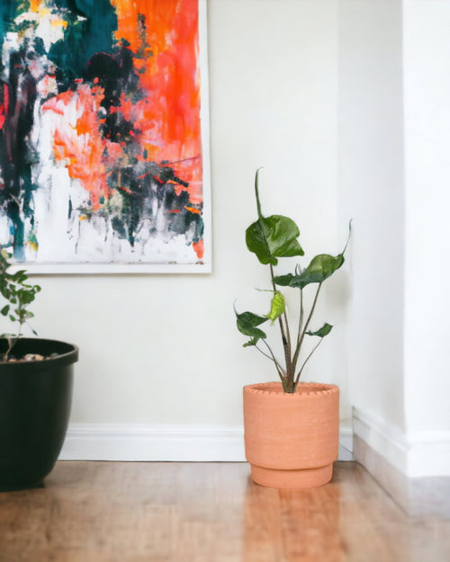 Alocasia Stingray - dotted rim terracotta pot - Just plant - Tumbleweed Plants - Online Plant Delivery Singapore