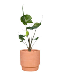 Alocasia Stingray - dotted rim terracotta pot - Just plant - Tumbleweed Plants - Online Plant Delivery Singapore