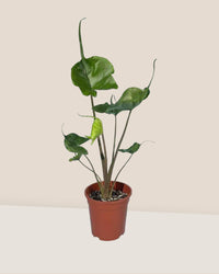 Alocasia Stingray - grow pot - Just plant - Tumbleweed Plants - Online Plant Delivery Singapore