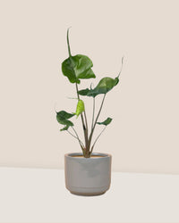 Alocasia Stingray - morandi pot - Just plant - Tumbleweed Plants - Online Plant Delivery Singapore