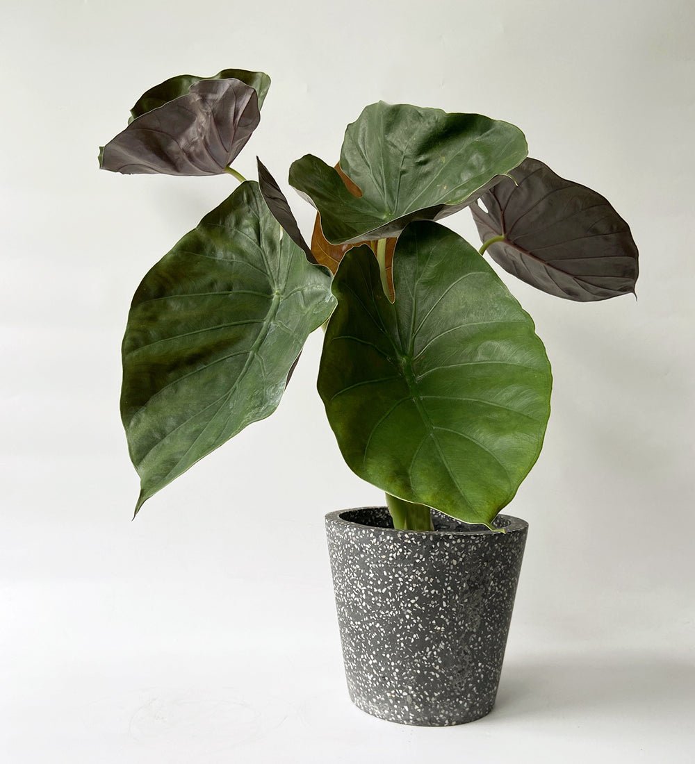 Alocasia Wentii in Black Terrazzo Planter - black terrazzo - Gifting plant - Tumbleweed Plants - Online Plant Delivery Singapore