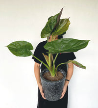 Alocasia Wentii in Black Terrazzo Planter - black terrazzo - Gifting plant - Tumbleweed Plants - Online Plant Delivery Singapore