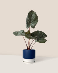 Alocasia 'Yucatan Princess' - blue white two tone pot - Just plant - Tumbleweed Plants - Online Plant Delivery Singapore