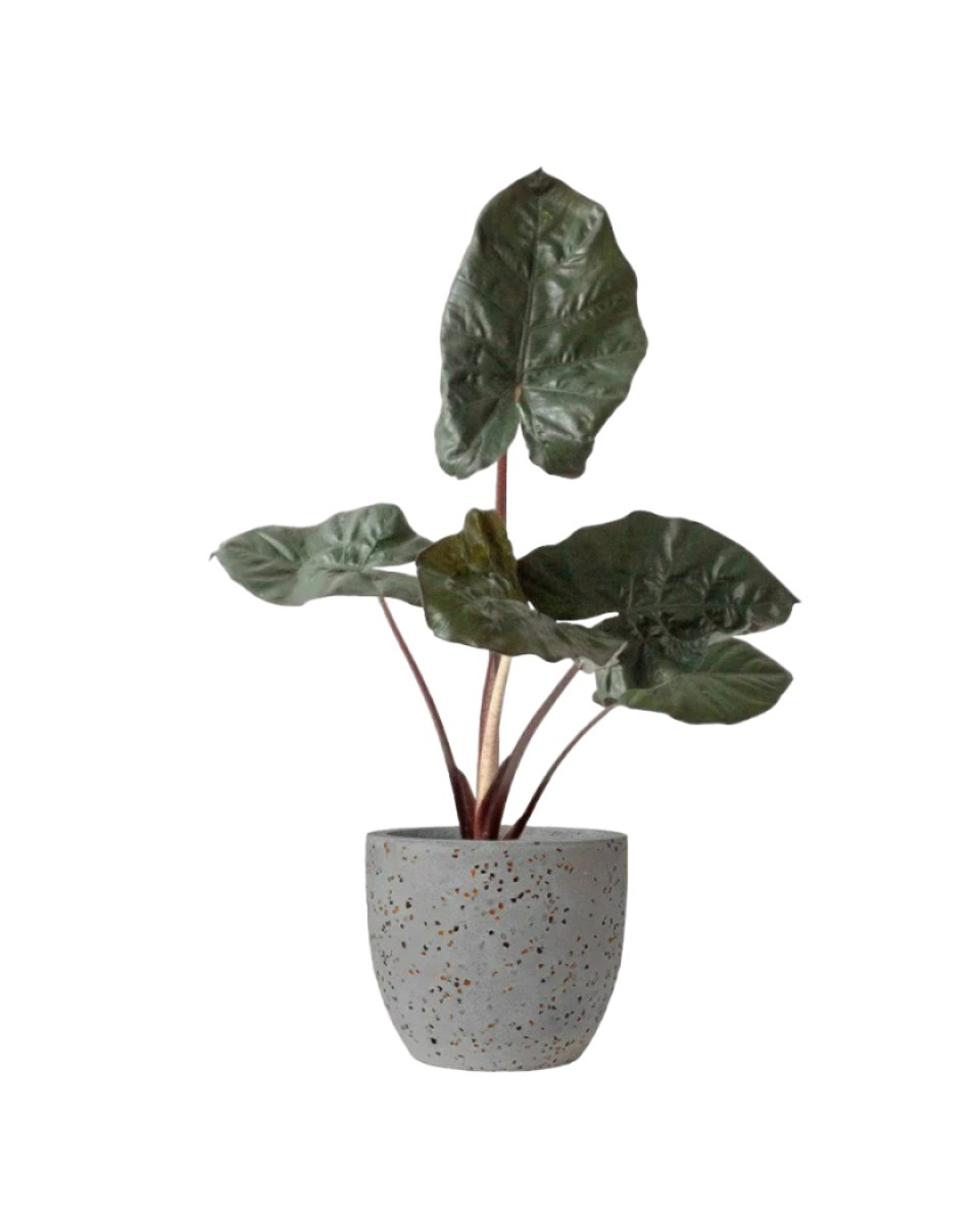 Alocasia 'Yucatan Princess' - egg pot - small/grey - Just plant - Tumbleweed Plants - Online Plant Delivery Singapore