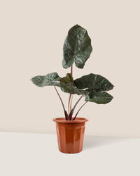 Alocasia 'Yucatan Princess' - grow pot - Just plant - Tumbleweed Plants - Online Plant Delivery Singapore