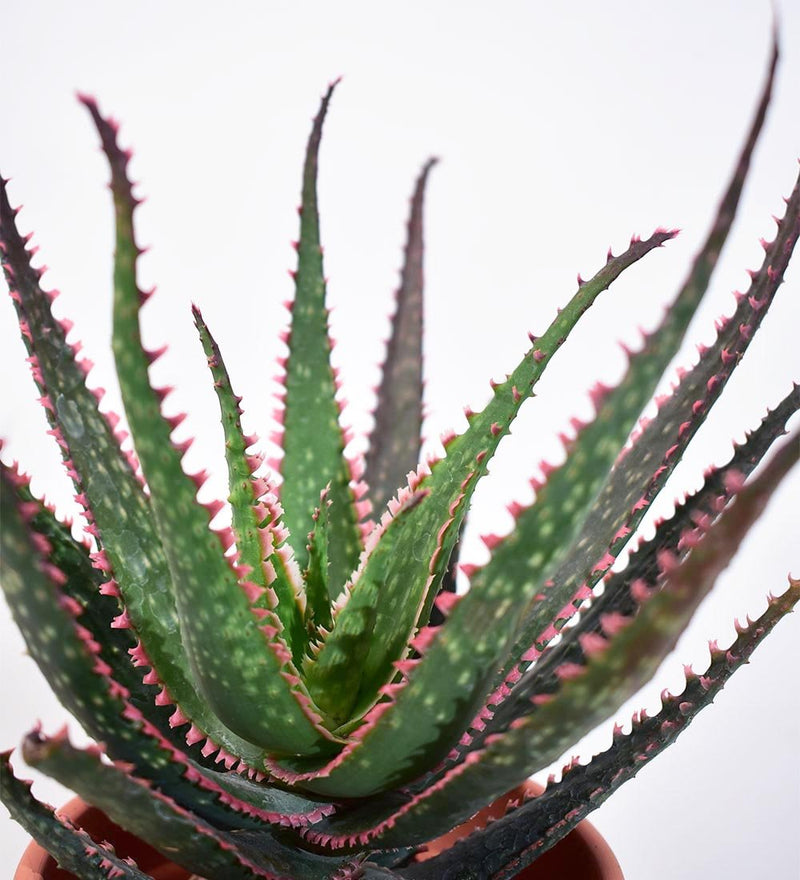 Aloe 'Christmas Carol' - grow pot - Just plant - Tumbleweed Plants - Online Plant Delivery Singapore