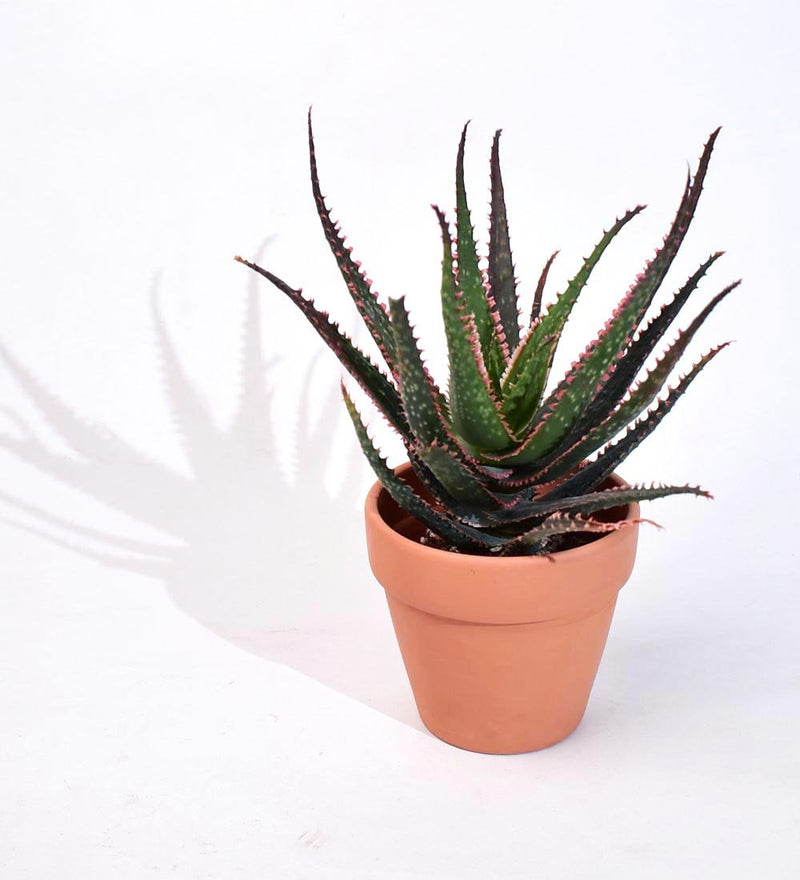 Aloe 'Christmas Carol' - terracotta pot - Just plant - Tumbleweed Plants - Online Plant Delivery Singapore