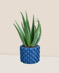 Aloe Vera - carter planter - small - Potted plant - Tumbleweed Plants - Online Plant Delivery Singapore