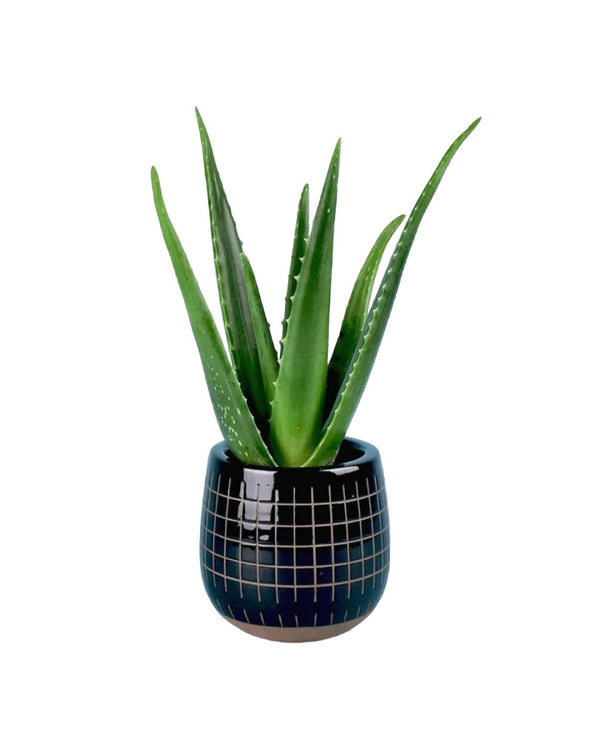 Aloe Vera - striped circle terracotta pot - Potted plant - Tumbleweed Plants - Online Plant Delivery Singapore