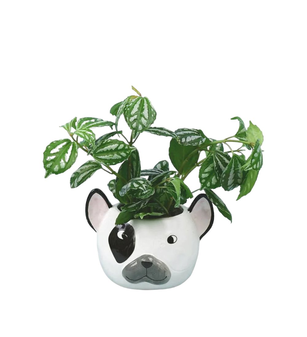 Frenchie Planter