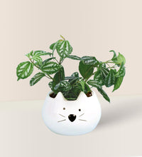 Aluminium Plant - Kitty Planter - Potted plant - Tumbleweed Plants - Online Plant Delivery Singapore