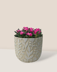Anacampseros rufescens 'Sunrise' - annabelle planter - Potted plant - Tumbleweed Plants - Online Plant Delivery Singapore