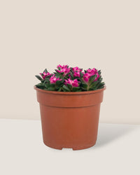 Anacampseros rufescens 'Sunrise' - grow pot - Potted plant - Tumbleweed Plants - Online Plant Delivery Singapore