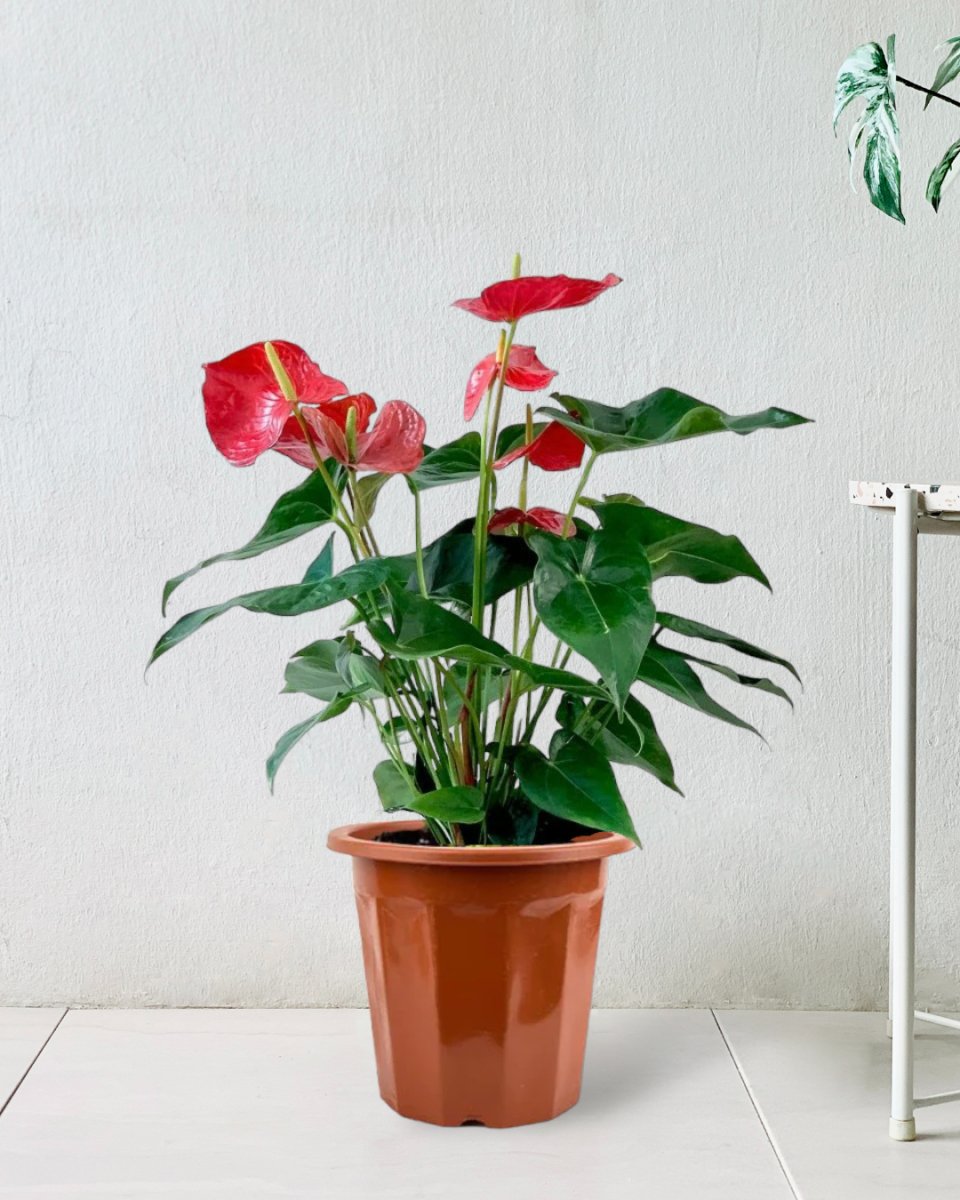 Anthurium Andraeanum Red - grow pot - Potted plant - Tumbleweed Plants - Online Plant Delivery Singapore