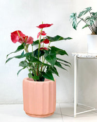 Anthurium Andraeanum Red - little tulip pots - black - Potted plant - Tumbleweed Plants - Online Plant Delivery Singapore