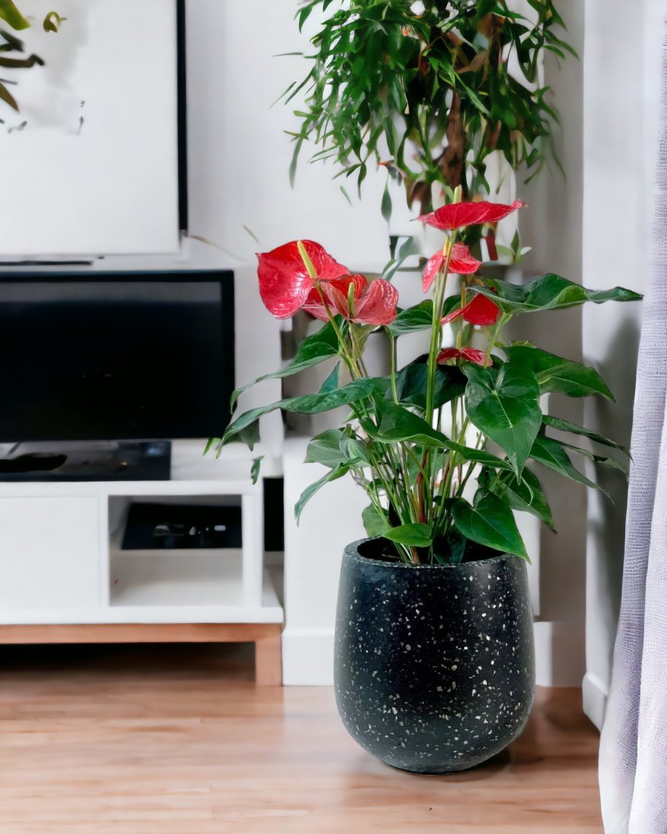 Transform Your Home with High-Quality Anthuriums | Tumbleweed Plants SG
