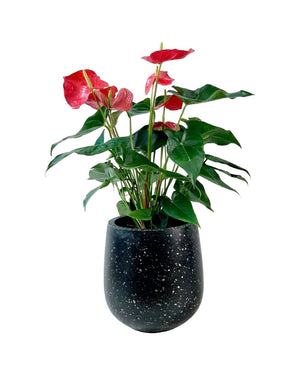 Anthurium Andraeanum Red - little tulip pots - black - Potted plant - Tumbleweed Plants - Online Plant Delivery Singapore