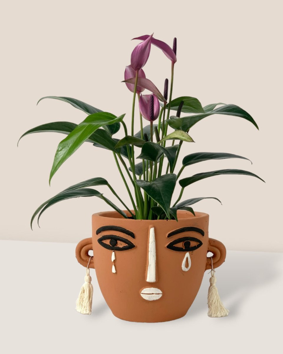 Anthurium Andraeanum "Zizou purple" - polly planter - short/brown - Potted plant - Tumbleweed Plants - Online Plant Delivery Singapore