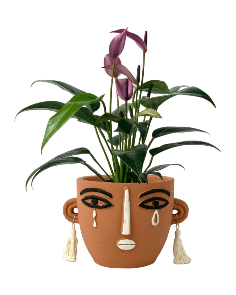Anthurium Andraeanum "Zizou purple" - polly planter - short/brown - Potted plant - Tumbleweed Plants - Online Plant Delivery Singapore