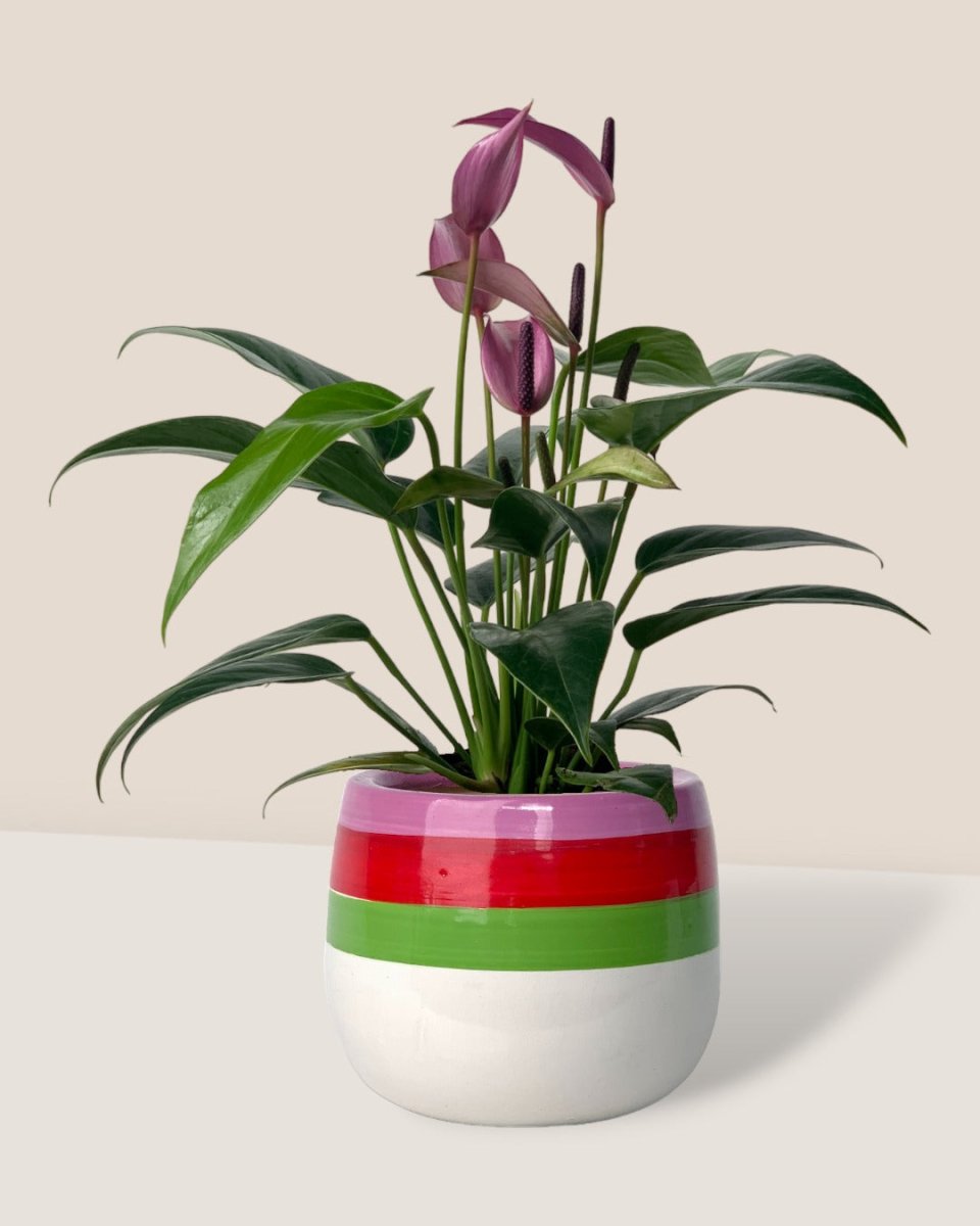 Anthurium Andraeanum "Zizou purple" - poppy color planter - ariel - Potted plant - Tumbleweed Plants - Online Plant Delivery Singapore