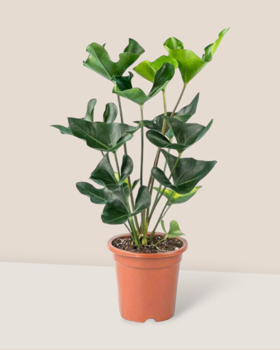Anthurium Arrow - grow pot - Potted plant - Tumbleweed Plants - Online Plant Delivery Singapore