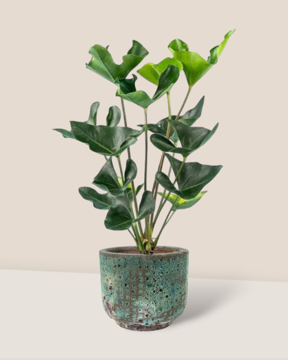 Anthurium Arrow - xi'an planter - Potted plant - Tumbleweed Plants - Online Plant Delivery Singapore