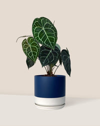 Anthurium Clarinervium - blue white two tone pot - Just plant - Tumbleweed Plants - Online Plant Delivery Singapore