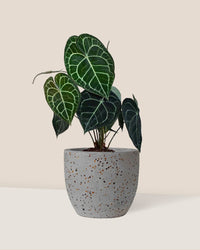 Anthurium Clarinervium - egg pot - small/grey - Just plant - Tumbleweed Plants - Online Plant Delivery Singapore