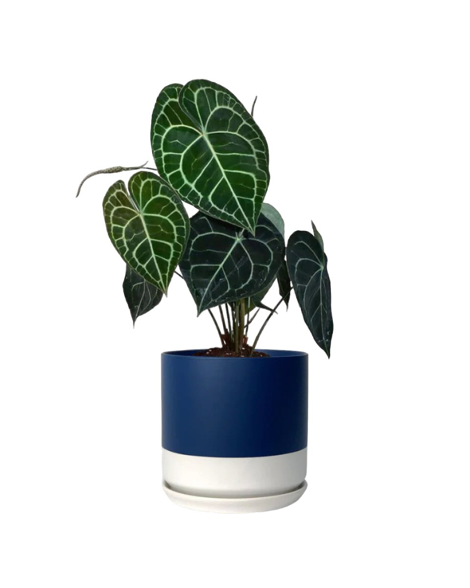 Anthurium Clarinervium - egg pot - small/grey - Just plant - Tumbleweed Plants - Online Plant Delivery Singapore